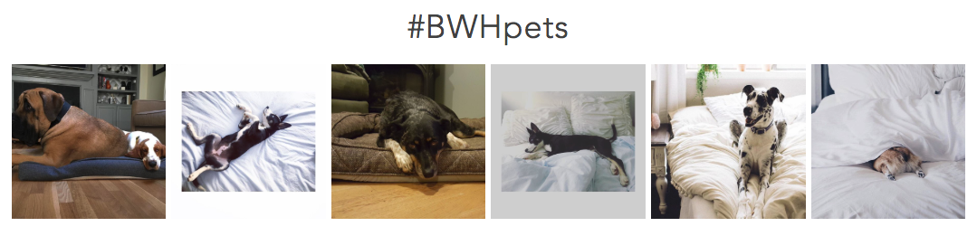 Photo reel of Brentwood Home pets 